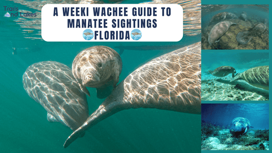 A Weeki Wachee Guide to Manatee Sightings, Florida. - Trails And Lakes