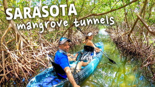 Exploring Florida's Mangrove Marvels On Kayaks and Paddleboards - Trails And Lakes